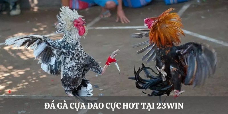 Đá gà cựa dao cực hot tại 23Win